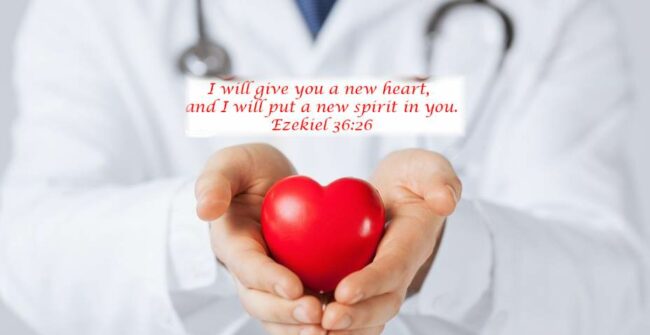 New Life from a Pig’s Heart