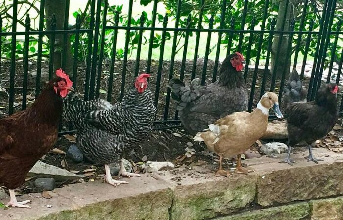 Living in Harmony Like our Animal Friends
