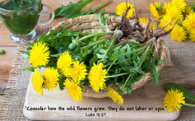 We Can’t Judge a Dandelion by its Cover