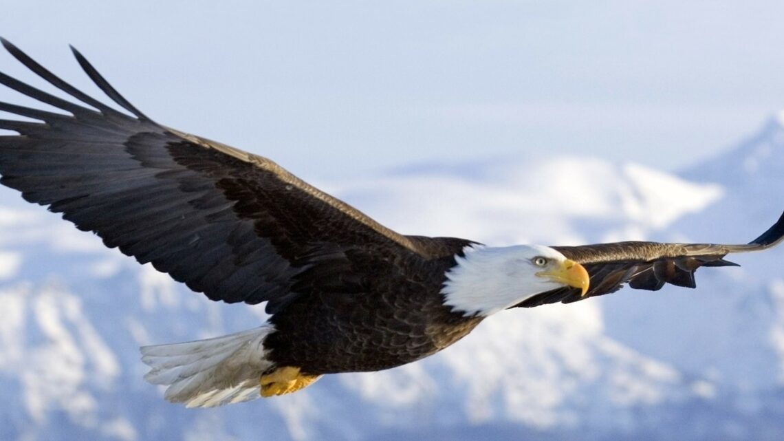 I Want Eagle Vision