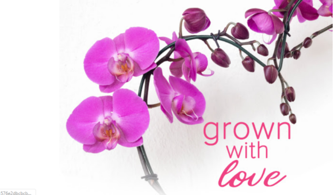 Grown with Love