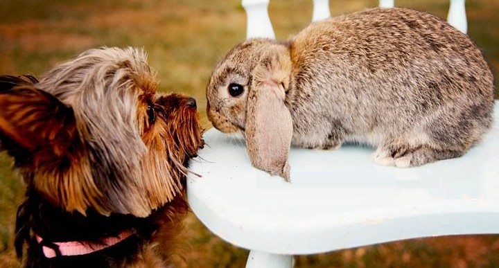 Bunny Trails That Give Bunnies a Bad Name