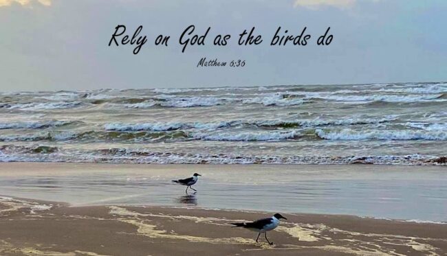 The Seagulls are Everywhere!