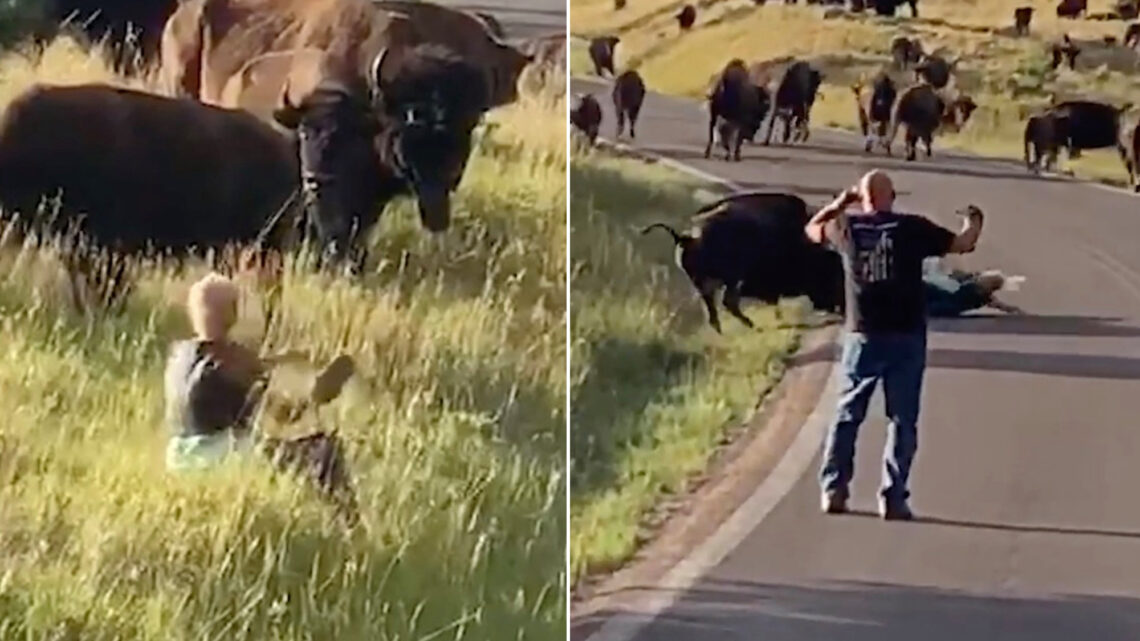 A Bison, a Dumb Idea and a God-Idea