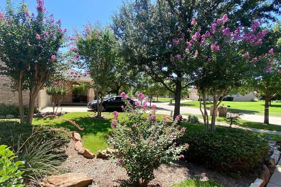 My Crepe Myrtles had a Baby