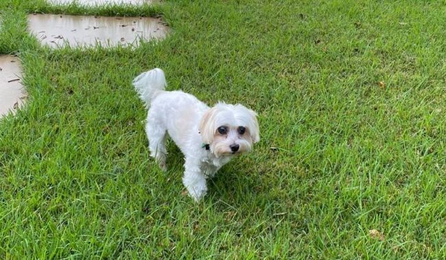 Humbled by the Simplicity of Bentley