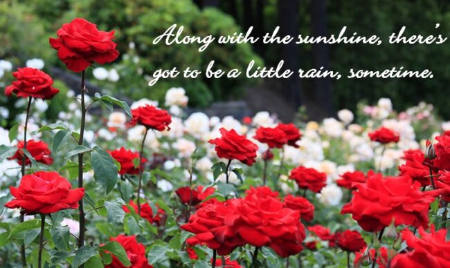 Rain, Rain!  Don’t Go Away – You are Welcome in this Day