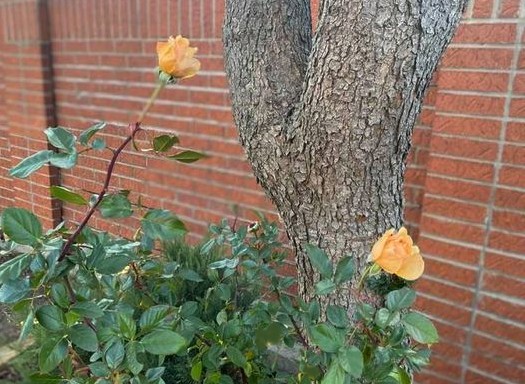 This Yellow Rose of Texas is Still Blooming