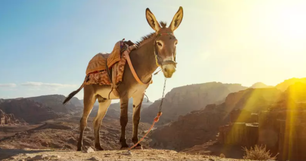 He’s Just a Stubborn Donkey