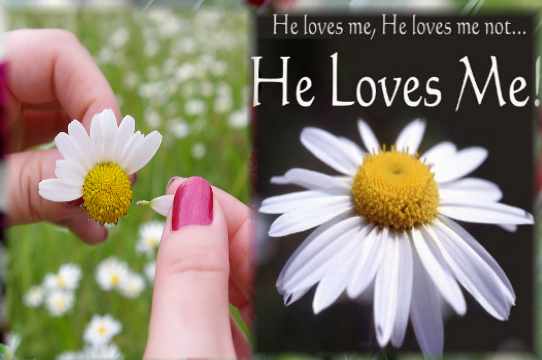 He Loves Me. He Loves Me Not.