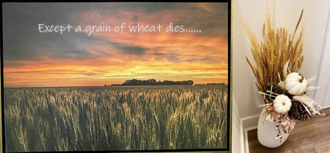 Our Wheat Crop is Flourishing