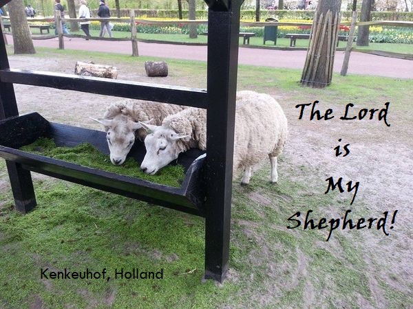 Our Good Shepherd Still Leads His Sheep