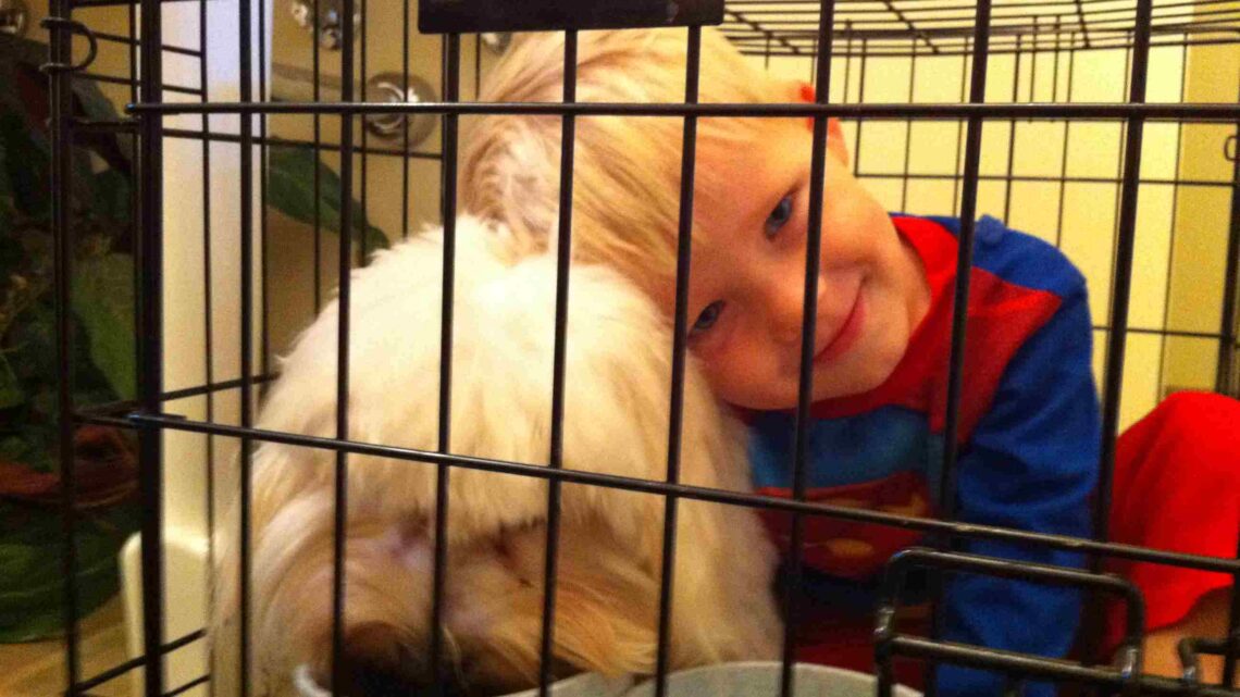 Homeward Bound — Bentley’s Incredible Journey