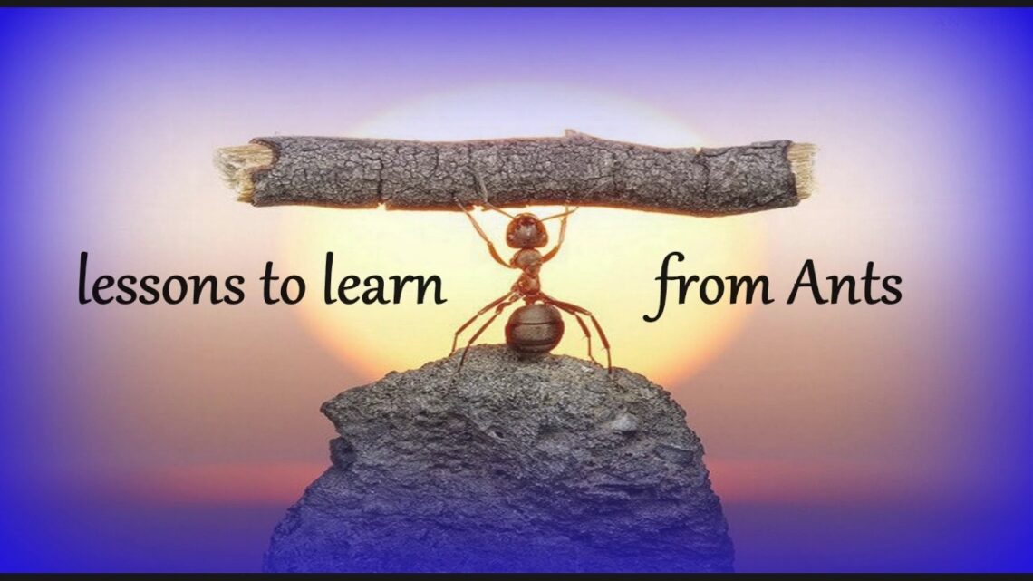 We Can Learn from God’s Creation
