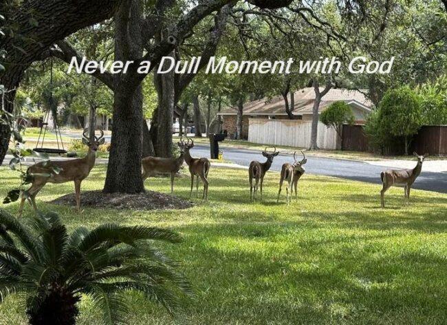 Never a Dull Moment with God