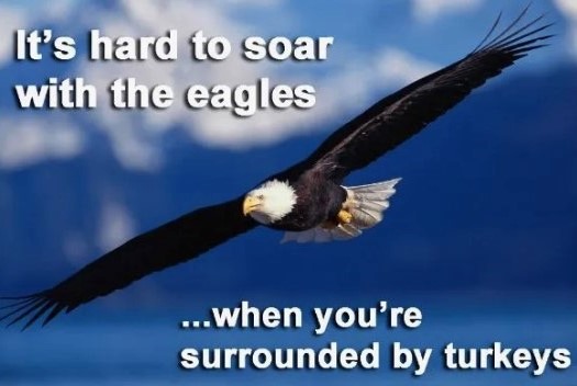 To be a Turkey – Hang Out with Turkeys