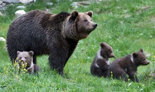 I Became a Mama Bear