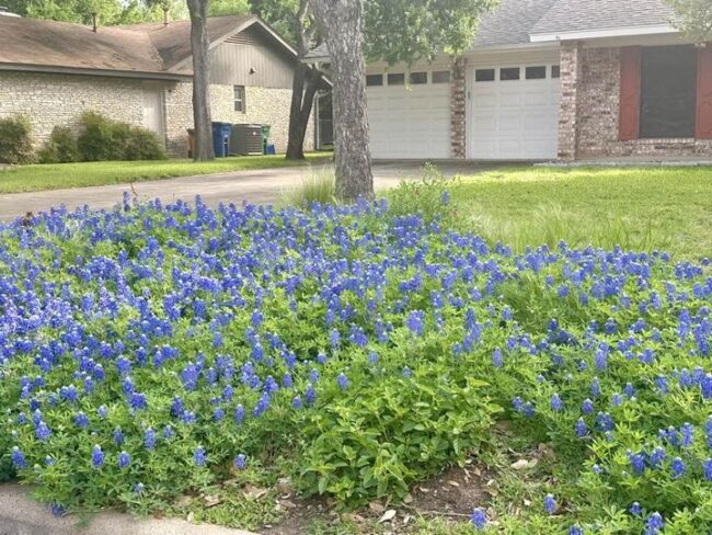 Intentional Wildflowers