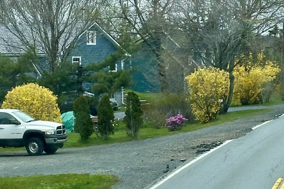 The Faithful Forsythias