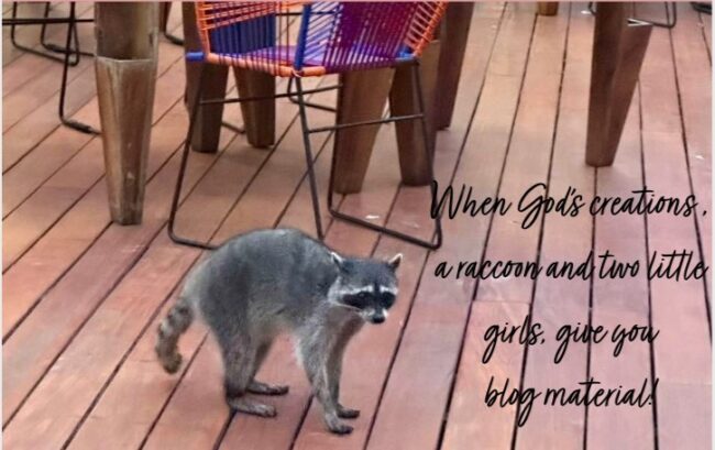  A Picture Perfect Moment… and a Raccoon!