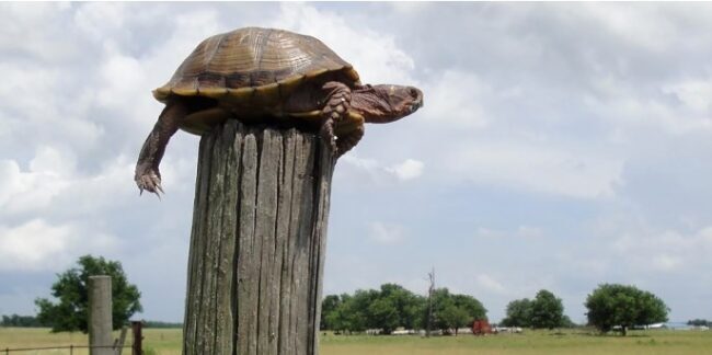 Turtle on a Fencepost