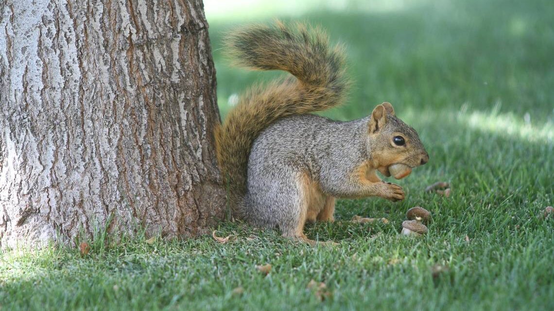 How Cute is that Squirrel?