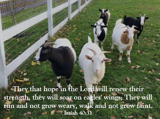 Fainting Goats and Fainting Hearts