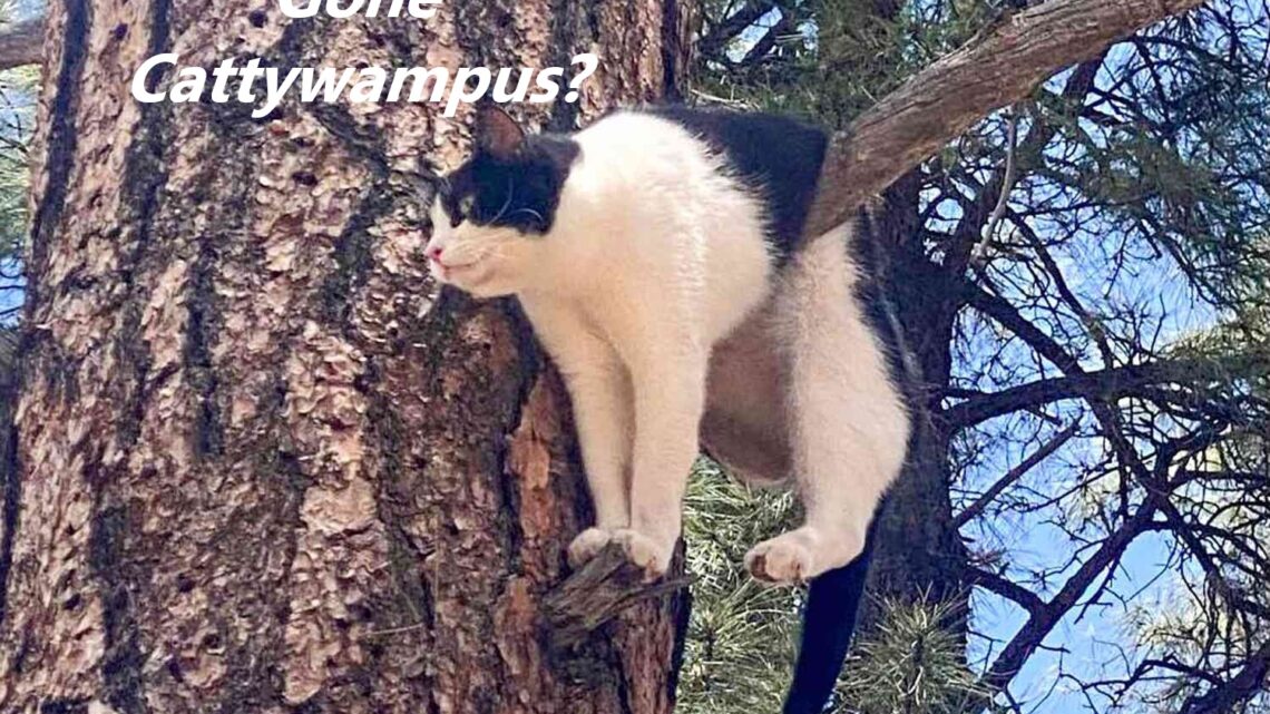  Oh Those Cattywampus Days!